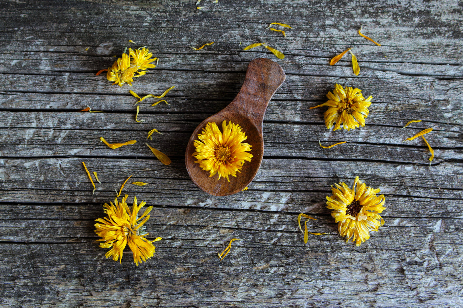 A dried calendula flower in a short, broad, brown, wooden spoon. The spoon is surrounded by dried calendula flowers and petals on a rustic wood background.