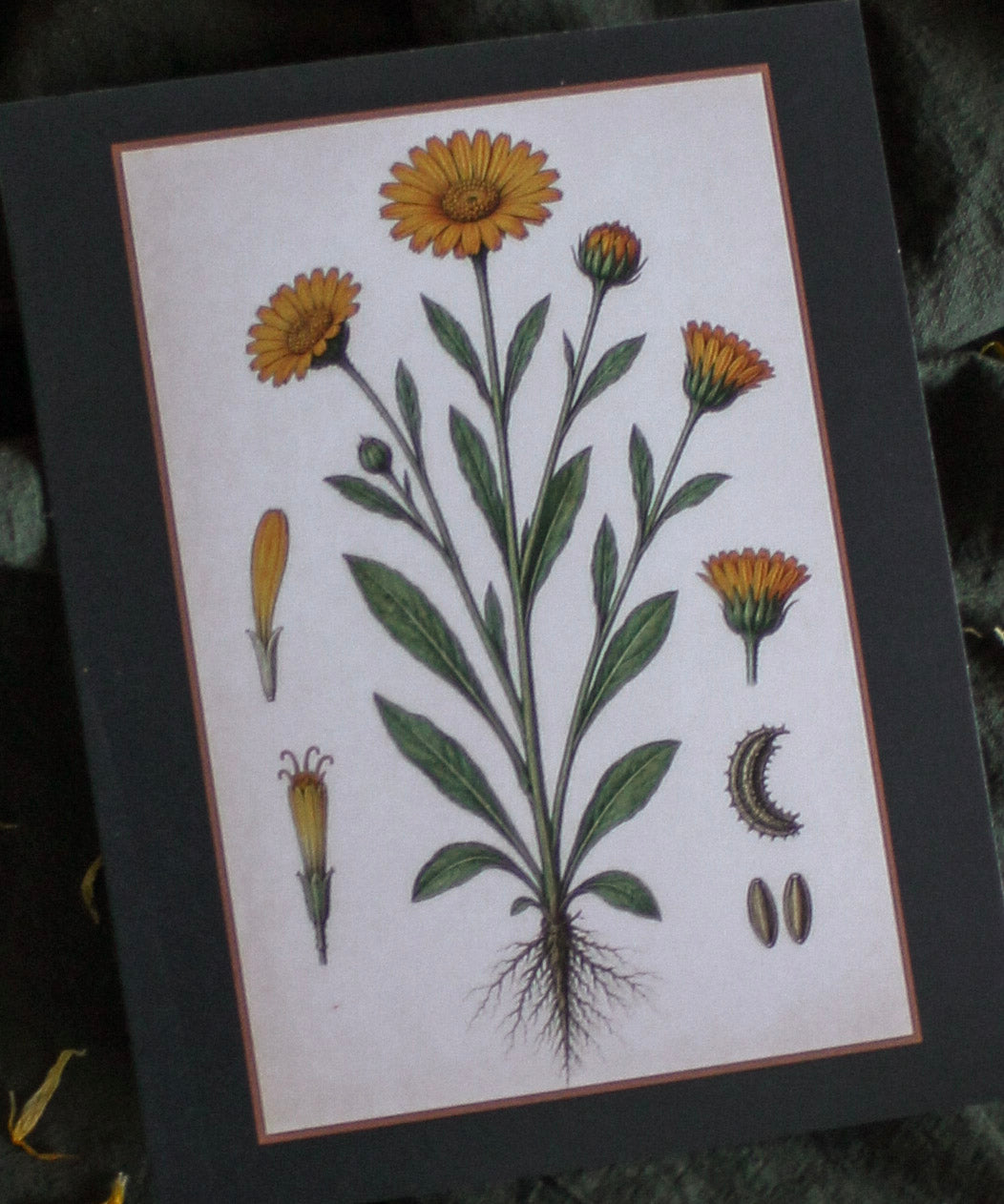 Calendula Box